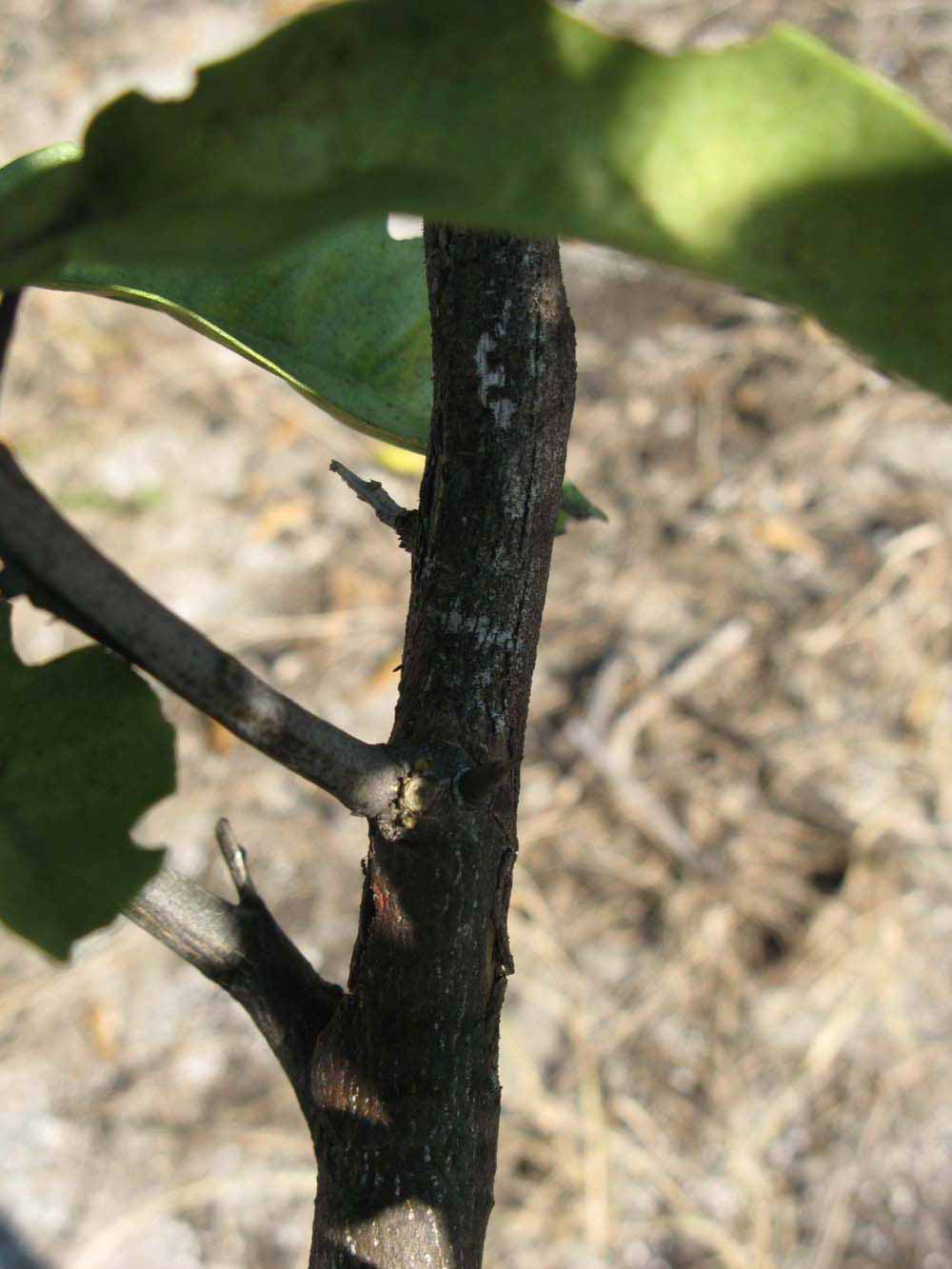              Second - third year twig (Winter Haven, FL)       